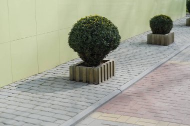 Açık yeşil binada saksıda Evergreen Ağaç Buxus. Kaldırımda top çalıları var. Bahar günü. İnsan yok, seçici odaklanma.