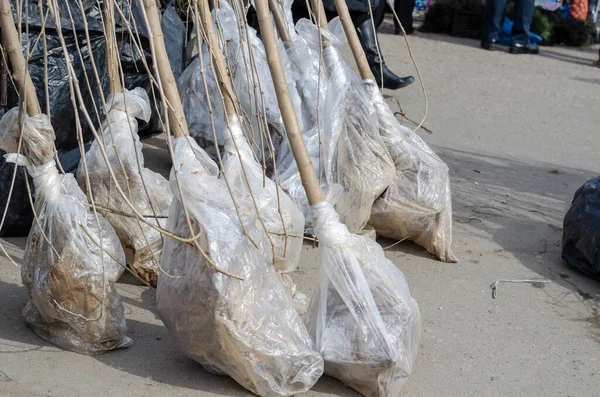 Fruit tree seedlings with roots at the farmers\' market. Sale of young trees for planting at the farmers\' market. Bare rooted trees. Mulberry seedlings with polyethylene-wrapped roots.