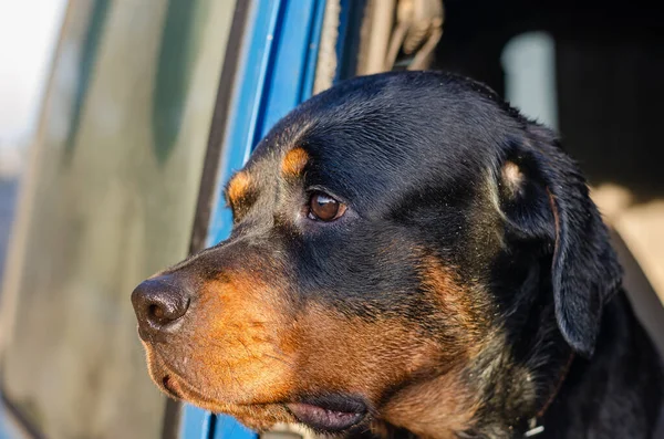 A portrait of a Rottweiler looking out the open window of a blue car. Close-up of the head of a female Rottweiler with a pensive sad look.