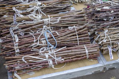 Çiftçi pazarının tezgahında meyve ağaçları kesiliyor. Nakil için çeşitli kesikler. Ukraynaca yazıtlar, ağaçların adı ve çeşitleri anlamına gelir. Bahar Bahçecilik Fuarı