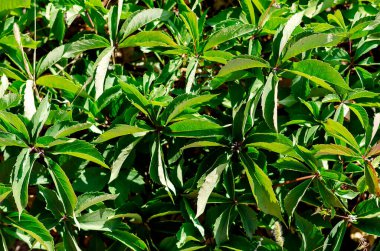 Duvar, yeşil yabani üzümlerle sıkıca örülmüş. Gün ışığında meyveli genç üzümlerin dalları. Yakın plan. Seçici odak.