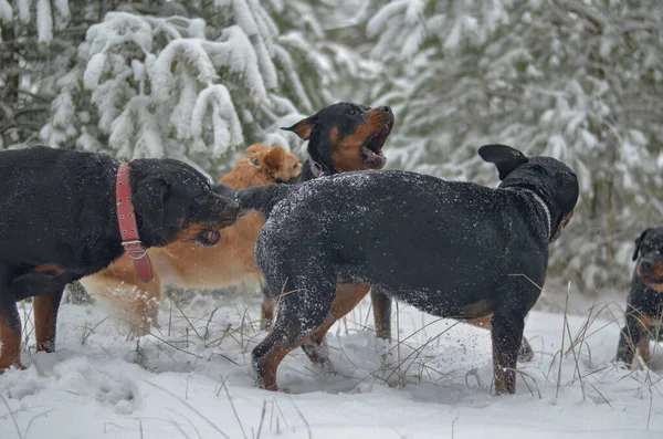 Group of dogs enthusiastically play with each other in the winter forest. Pets frolic in the snow. Rottweilers and red Mixed breed female. Moments, emotions from a winter walk with pets. Motion blur