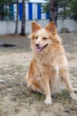 Kızıl, uzun saçlı, oturan bir köpeğin portresi. Melez, ağzı açık ve dili dışarı çıkmış yetişkin bir dişi. Çam ağaçları ve arkada beyaz ve mavi bir bina. Küçük yağmur damlaları. Seçici odak