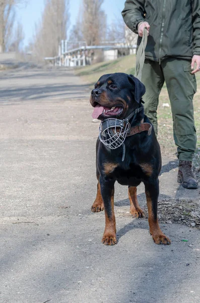 Service dog breeding concept. A Rottweiler and a man in military uniform on a city street. An adult male Rottweiler with a lowered metal muzzle. Patrolling and policing together with a dog. Daytime.