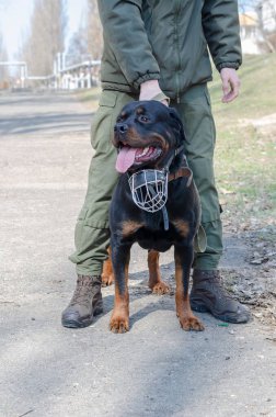 Servis köpeği yetiştirme konsepti. Bir Rottweiler ve askeri üniformalı bir adam şehir caddesinde. Metal ağızlıklı yetişkin bir Rottweiler 'a. Bir köpekle devriye gezmek ve polislik yapmak. Gündüz.