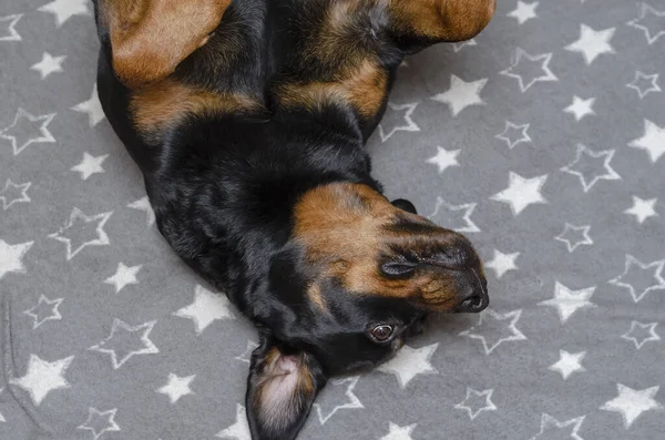 Den Svarta Hunden Ligger Grå Trasa Med Vita Stjärnor Vinkelvy — Stockfoto