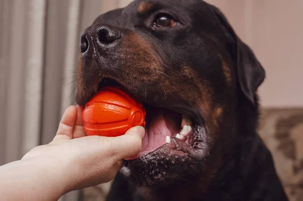 Primer Plano Una Mano Femenina Sacando Pelota Boca Rottweiler Una — Foto de Stock