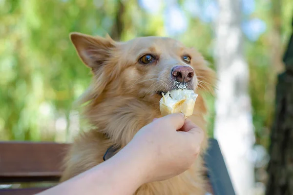 Mano Una Mujer Adulta Helado Perro Rojo Banco Parque Verano — Foto de Stock