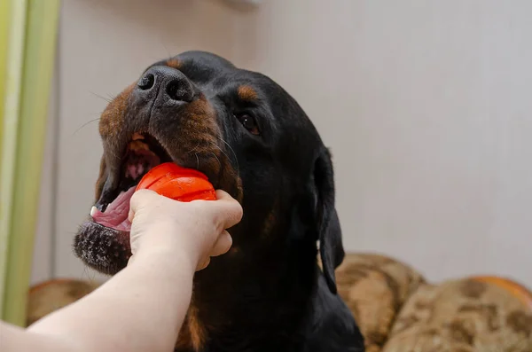 Primer Plano Una Mano Femenina Sacando Pelota Boca Rottweiler Una — Foto de Stock