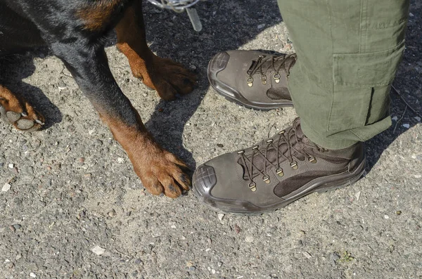 Low Section of the male body in combat boots and Rottweiler paws  next to it.  Brown special shoes and pet front paws on asphalt. Service dog breeding. Dogs of war.