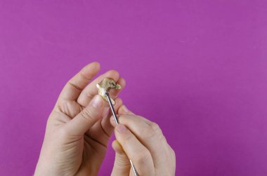 Büyük hayvan dişi, kadın eli ve mor arka planda diş fırçası. Düşen köpek azı dişinin yakın plan görüntüsü. Kadın, parçalanmış tartar parçaları gösteriyor. Evcil hayvan sağlığı. Veterinerlik