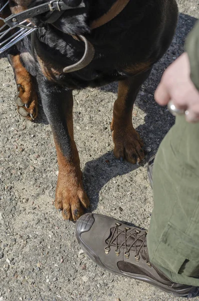 Low Section Male Body Combat Boots Rottweiler Paws Next Brown — Stock Photo, Image