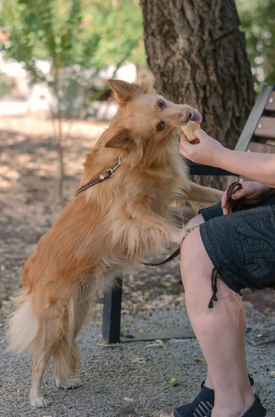 A woman treats her pet to ice cream. A red long-haired mixed breed dog stands on his hind legs and eats ice cream. The owner sits on a park bench, holding a treat in his hand. Side view.