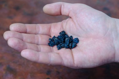 Bir adamın elinde kurumuş böğürtlen. Avucunun içinde kurumuş böğürtlen var. Arka planda tokmaklı gri taş havan topu. Daha fazla pişirmek için kurutulmuş ot ve baharat öğütüyorum..