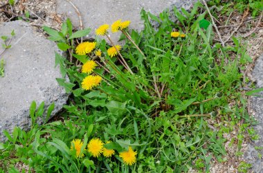 Gri taşların arasında sarı karahindiba çiçekleri. Betonun arasında yeşil yapraklı ve saplı bir bitki çiçek açtı. Gündüz, ilkbahar.