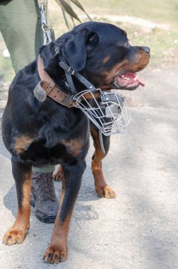 Devriye gezerken bir hizmet köpeğinin portresi. Metal ağızlıklı yetişkin bir Rottweiler 'a. Yeşil üniformalı ve kahverengi çizmeli asker. Evcil bir hayvanla devriye gezmek ve polislik yapmak. Gündüz.