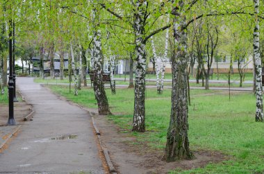 Yeşil çimlerin yanında ıslak gri bir patika. Bahar yağmurundan sonra ağaçların arasında parkta boş bir patika..