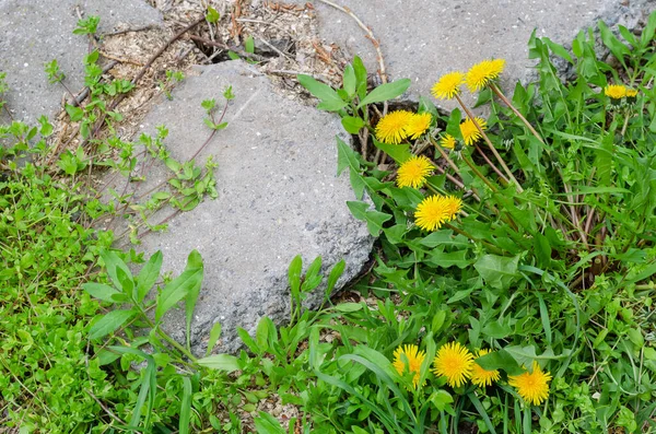 Fiori Tarassaco Giallo Tra Pietre Grigie Una Pianta Con Foglie — Foto Stock