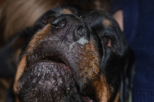 Siyah bir köpeğe sümük yakın plan. Evcil hayvanın burnu akıyor. Hayvanlarda soğuk ya da alerjik hastalıklar. Veteriner tıbbı.