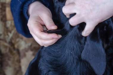 Kadın eli, Rottweiler derisine Köpek Pire ve Tik Damlaları uygular. Köpekler için veterinerlik antiparazit ilacı ve harici kullanım için kediler içeren siyah plastik konteynır. Hayvan, Veteriner.