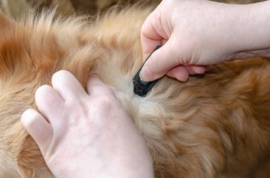 Bir kadın eli, sevimli kırmızı melez bir köpeğin derisine Köpek Pire ve Tik Damlaları uygular. Köpekler için veterinerlik antiparazit ilacı ve harici kullanım için kediler içeren siyah plastik konteynır. Hayvan, Veteriner