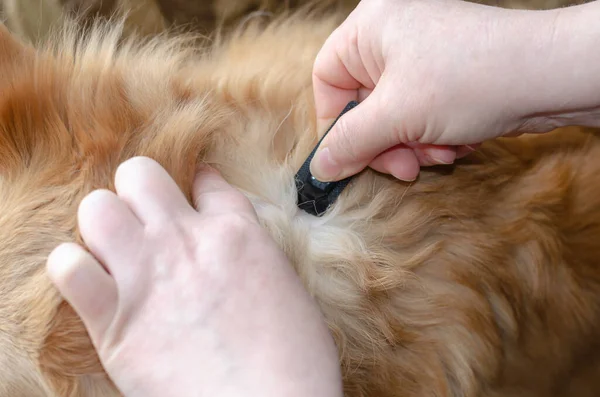 Bir kadın eli, sevimli kırmızı melez bir köpeğin derisine Köpek Pire ve Tik Damlaları uygular. Köpekler için veterinerlik antiparazit ilacı ve harici kullanım için kediler içeren siyah plastik konteynır. Hayvan, Veteriner