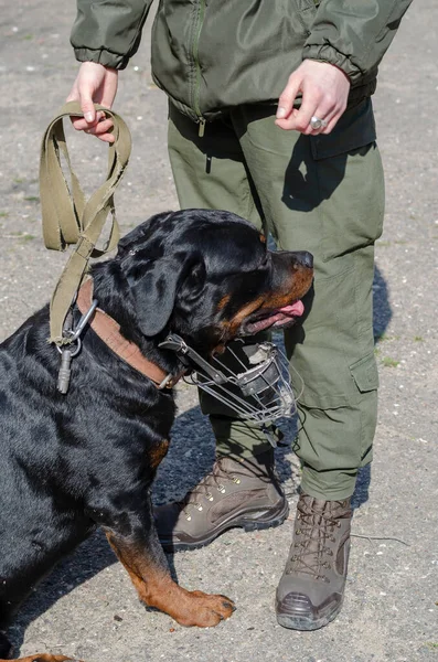 Special Service Dogs Concept. A man in military uniform standing next to a Rottweiler. Adult male animal with metal muzzle removed. The pet is looking backwards. Daytime. Outside.