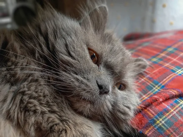 Gri Yaşında Bir Kedinin Yakın Çekimi Dişi Kırmızı Kareli Bir — Stok fotoğraf