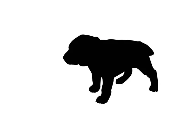 Silhouet Leuke Centraal Aziatische Herder Puppy Geïsoleerd Witte Achtergrond Een — Stockvector