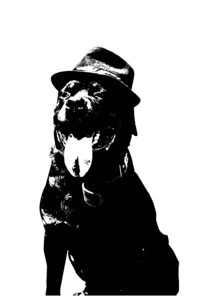 Ritratto Uomo Alla Moda Rottweiler Sfondo Bianco Cappello Adulto Feltro — Vettoriale Stock