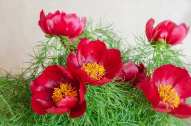 Yakından bir buket yaban veya bozkır şakayığı. Yeşil dalları ve yaprakları olan güzel kırmızı çiçekler. Seçici odaklanma. Kapalı.