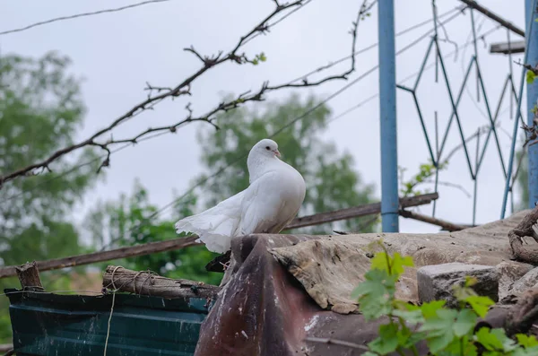 Beau Pigeon Blanc Décoratif Sur Fond Arbres Ciel Couvert Oiseau — Photo