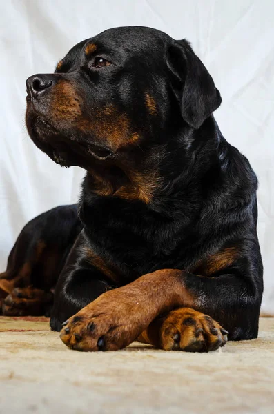 Portret Van Een Volwassen Mannelijke Rottweiler Hond Een Gezonde Hond — Stockfoto