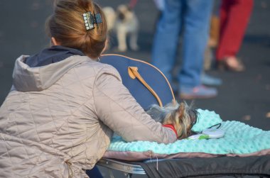 Şirin küçük Yorkshire Teriyeri sahibinin kolunda uyuyor. Köpek gösterisinde tımar masasında oturan bir kadın. Yorgun evcil hayvan gösteriden önce güçleniyor. Arkadan bak. Kherson, Ukrayna - 10 21 2018