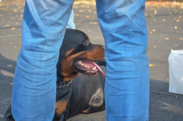 Rottweiler Dog Lies His Owner Feet Adult Male His Mouth — Stock Photo, Image