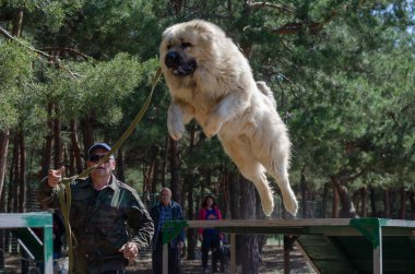 Kafkas çoban köpeği uzun atlamada bir engeli aştı. Evcil hayvanlar için özel spor malzemelerinin üzerinde uçan dev bir erkek köpek. Yanında koşan bir tasma sahibi. Spor. Nikolaev, Ukrayna - 05: 30 2020