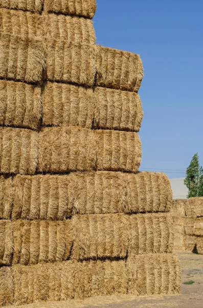 Pilhas Retangulares Feno Seco Campo Livre Armazenamento Ervas Secas Para — Fotografia de Stock