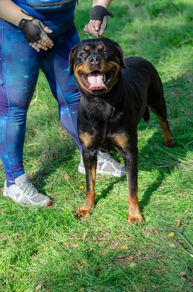 A black dog with a handler stands on the green grass. An adult female Rottweiler looks at the camera with interest. Open mouth with tongue sticking out. Pet.