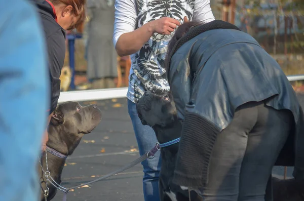 Women Put Collars Black Gray Pets Dogs Ancient Italian Cane — 스톡 사진