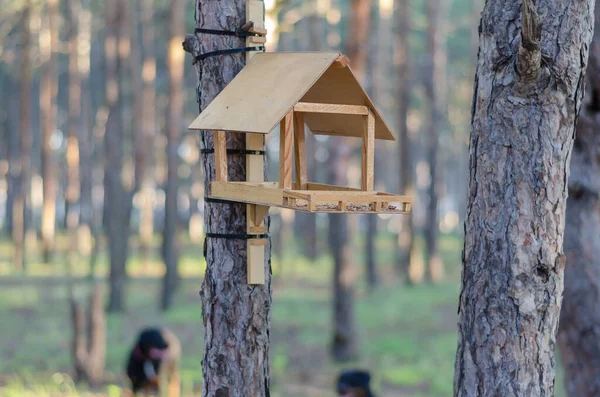 Drewniany Domowej Roboty Karmnik Ptaków Letnim Lesie Porannym Karmik Dla — Zdjęcie stockowe