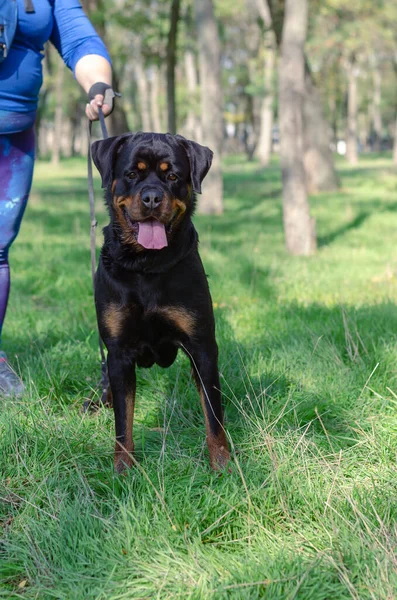 A black dog with a handler stands on the green grass. An adult female Rottweiler looks at the camera with interest. Open mouth with tongue sticking out. Pet.