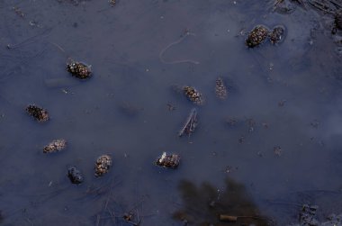 Yerde kirli çamur birikintisi var. Çam kozalakları, çam iğneleri ve solucanlar karanlık suda yüzerler. Sağanak yağmurdan sonra. Yukarıdan bir açıdan bak. Seçici odak.