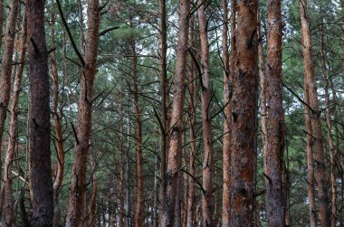 Çam ormanı dokusu. Düz kahverengi kozalaklı gövdeler. Çam ağaçlarının gövdeleri yaz günlerinde çok güzel doğal bir arka plan olarak görünür..