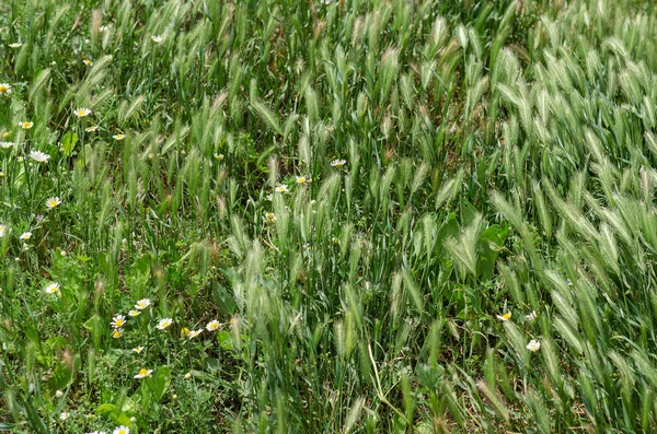 Зеленые Шипы Трава Лисья Хвостик Белые Цветы Лекарственные Ромашки Опасно — стоковое фото