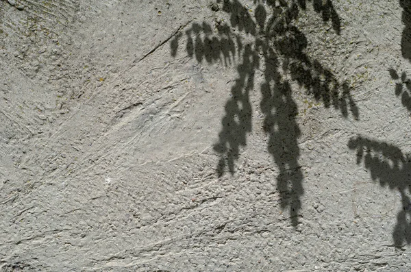 콘크리트 표면에 가지들의 그림자 그림자가 가려져 있었어 공간을 — 스톡 사진