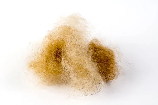 Orange dog hair ball on a white background. Dead hair combed out of pet. Moulting in animals. Close-up, selective focus.