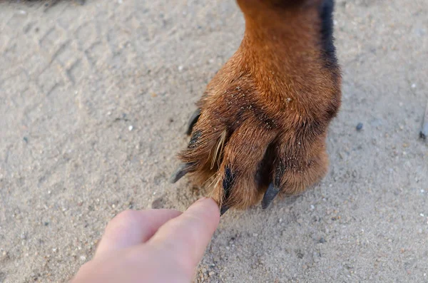 Danger Dry Foxtails Voor Hond Concept Hand Haalt Gedroogde Gele — Stockfoto