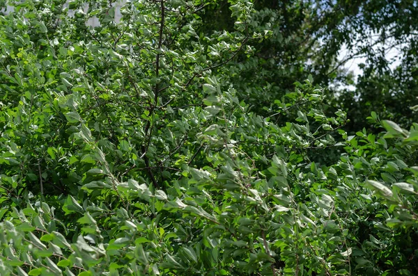 Vento Ventoso Forte Oscila Ramos Verdes Uma Ameixeira Ramos Finos — Fotografia de Stock