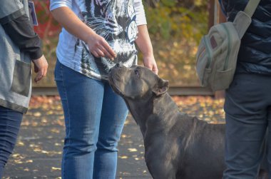 Kadın, dışarıdaki gri evcil hayvana ikramda bulunuyor. Antik İtalyan Cane Corso 'sunun köpeği tasmasız ürer. Tişörtünde 85 numara yazan bir amir. Köpek şovu. Kherson, Ukrayna - 10 21 2018