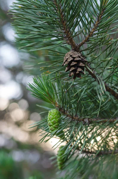 Nouveau Concept Vie Cônes Verts Bruns Sur Arbre Cônes Pin — Photo